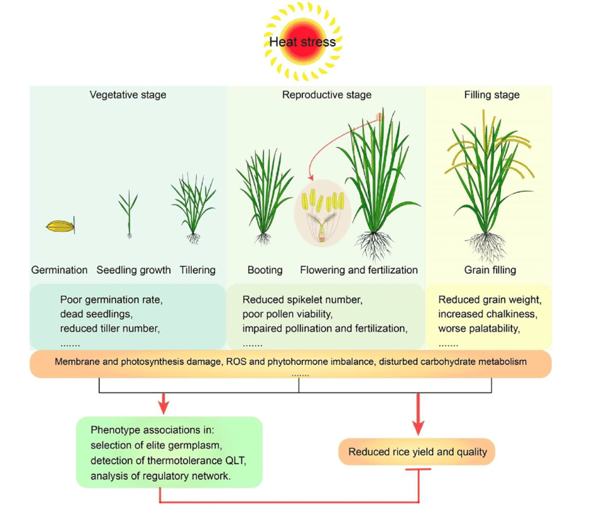 Impact of low light stress on physiological, biochemical and agronomic attributes of rice